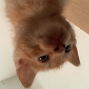 Meet your Posher, Spencer